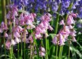 wood hyacinth,endymion